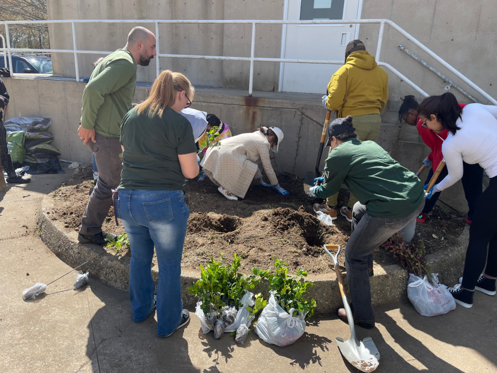 Planting Holly Trees for Arbor Day!